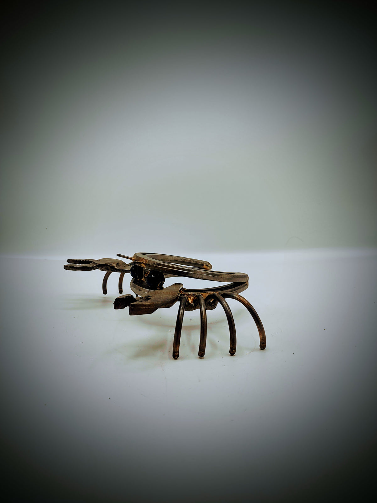 Horse Shoe Crab